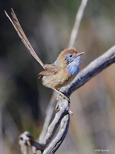 For the first time we've looked at every threatened bird in Australia side-by-side