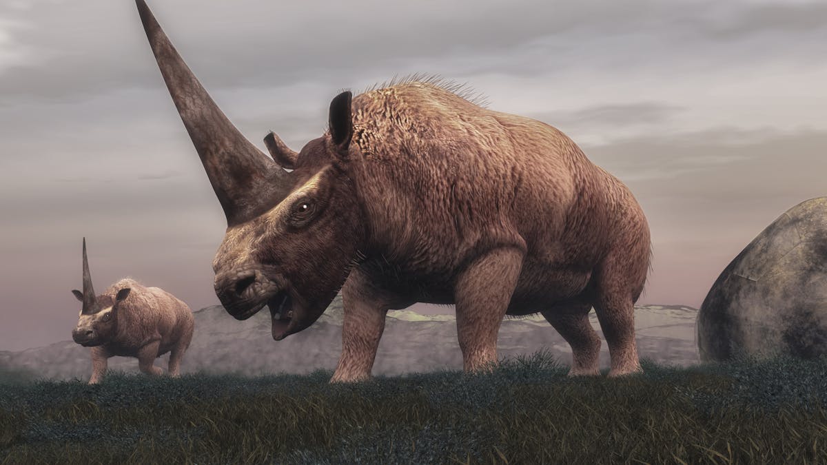 How A Change In Climate Wiped Out The Siberian Unicorn