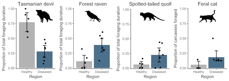 Tassie devils' decline has left a feast of carrion for feral cats