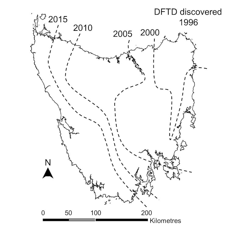 Tassie devils' decline has left a feast of carrion for feral cats