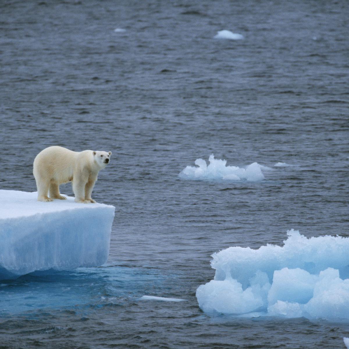 Don't-Care Bears: Should We Be Worried About Polar Bears?