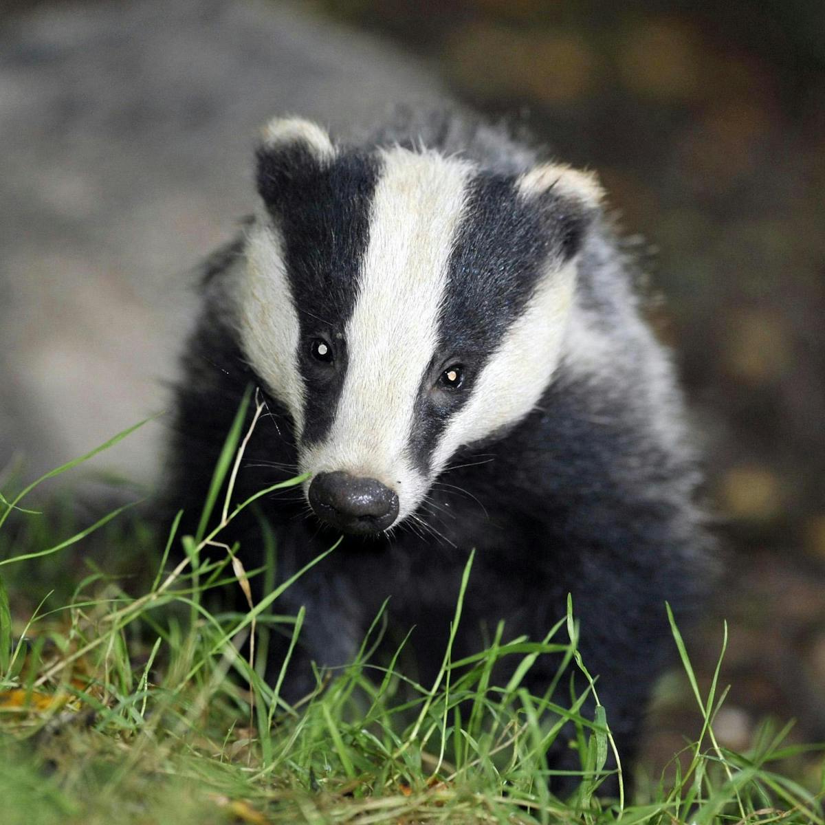 Swapping Science For Shooting Won't Save Cattle Or Badgers
