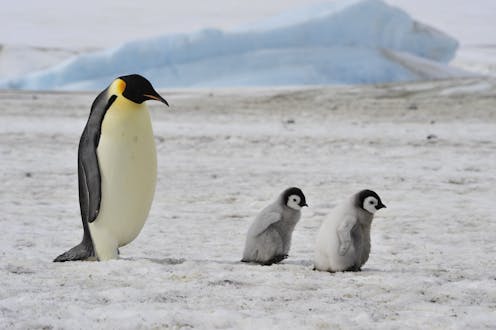 dynasties should nature documentary