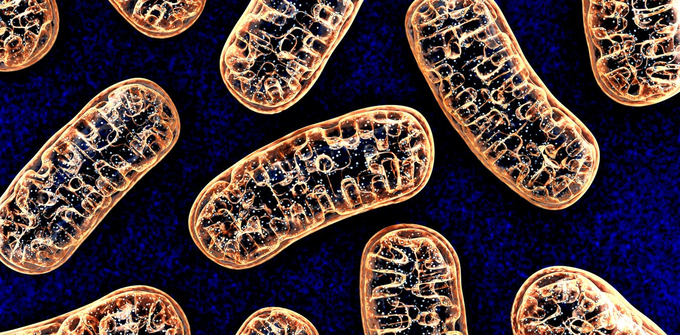 study shows mitochondrial dna can be