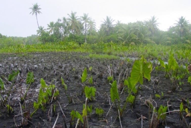 Climate change is making soils saltier, forcing many farmers to find new livelihoods