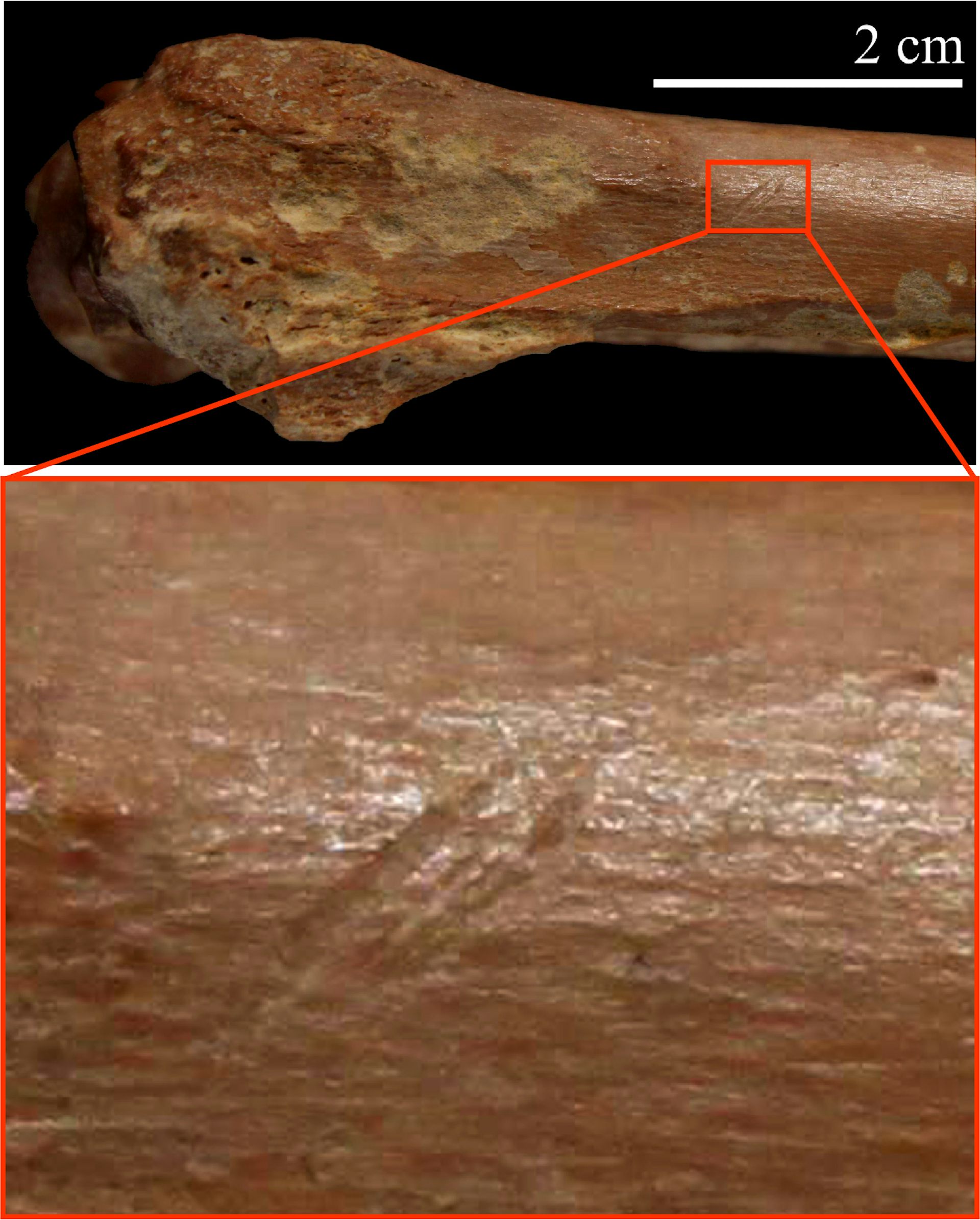 Stone Tools Date Early Humans In North Africa To 2 4 Million Years Ago   File 20181128 32221 Yi2ek2 