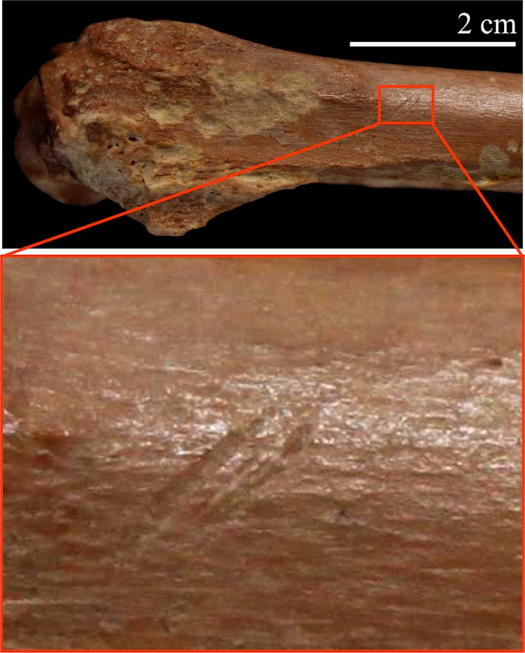 Stone tools date early humans in North Africa to 2.4 million years ago