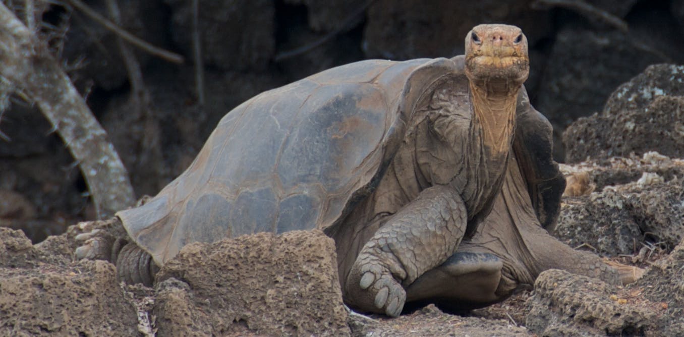 Абингдонские слоновые черепахи. Галапагосская черепаха одинокий Джордж. Абингдонская слоновая черепаха. Абингдонская слоновая черепаха одинокий Джордж. Одинокий Джордж.