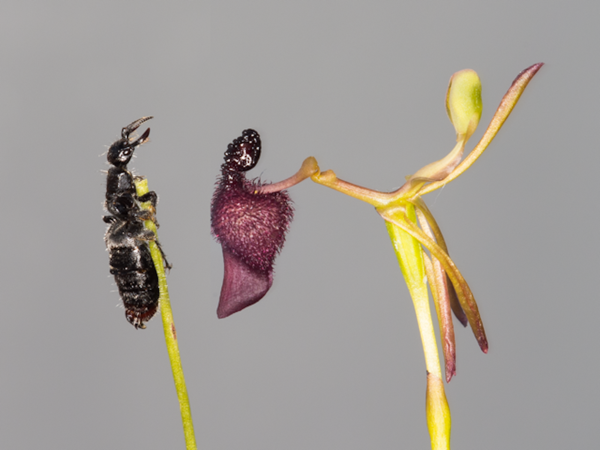 Warty Hammer Orchids Are Sexual Deceivers