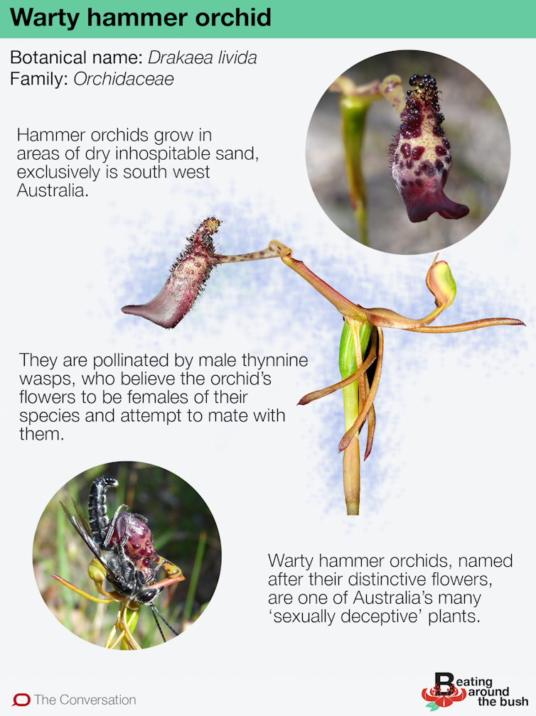 Warty hammer orchids are sexual deceivers