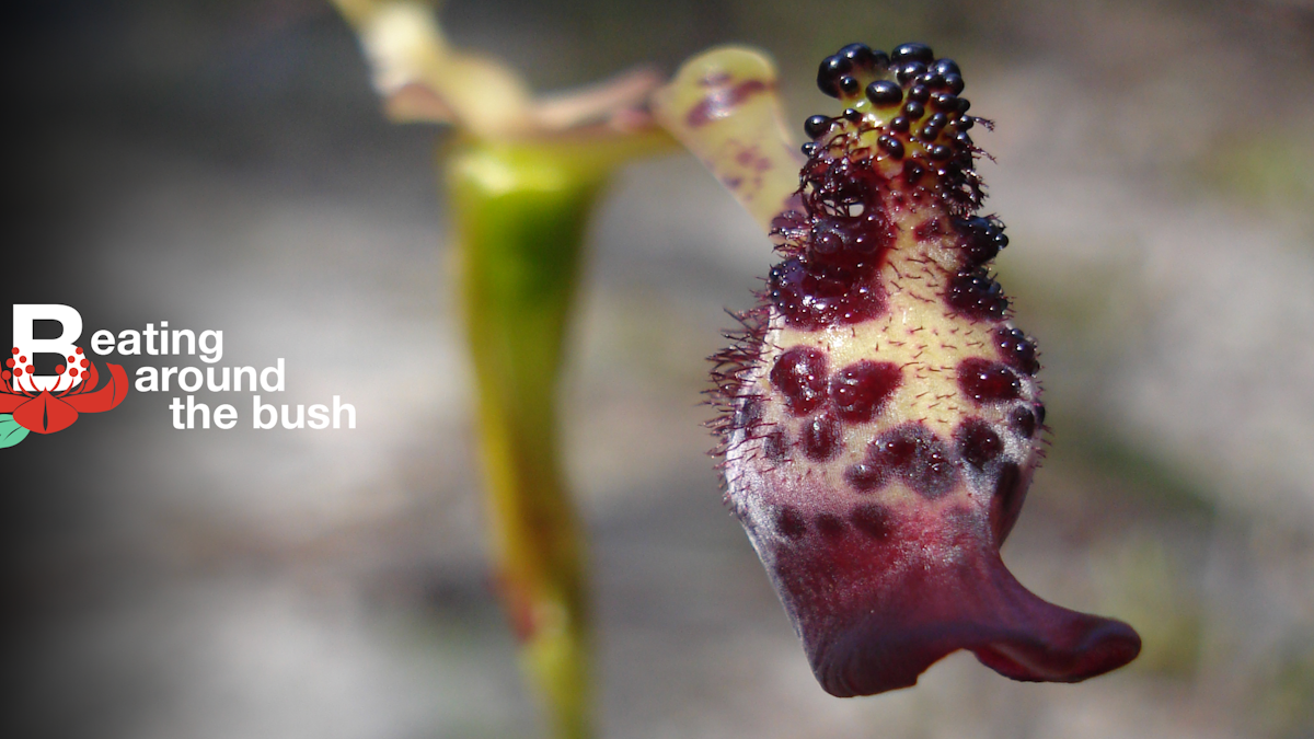 Warty Hammer Orchids Are Sexual Deceivers