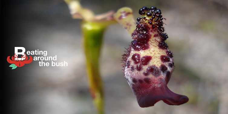 File 20181129 170226 u1w9ow.png?ixlib=rb 1.1