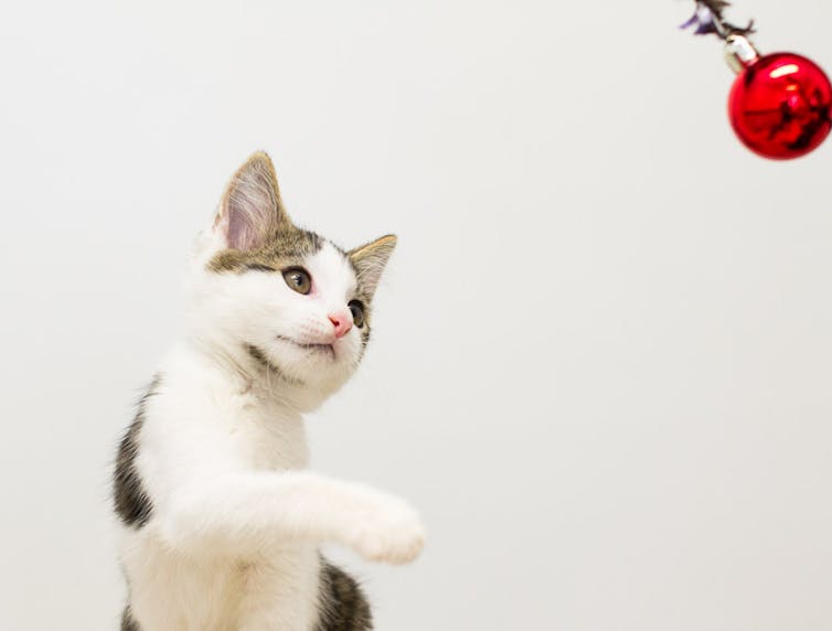 Yes, you can adopt a pet as a Christmas gift – so long as you do it correctly