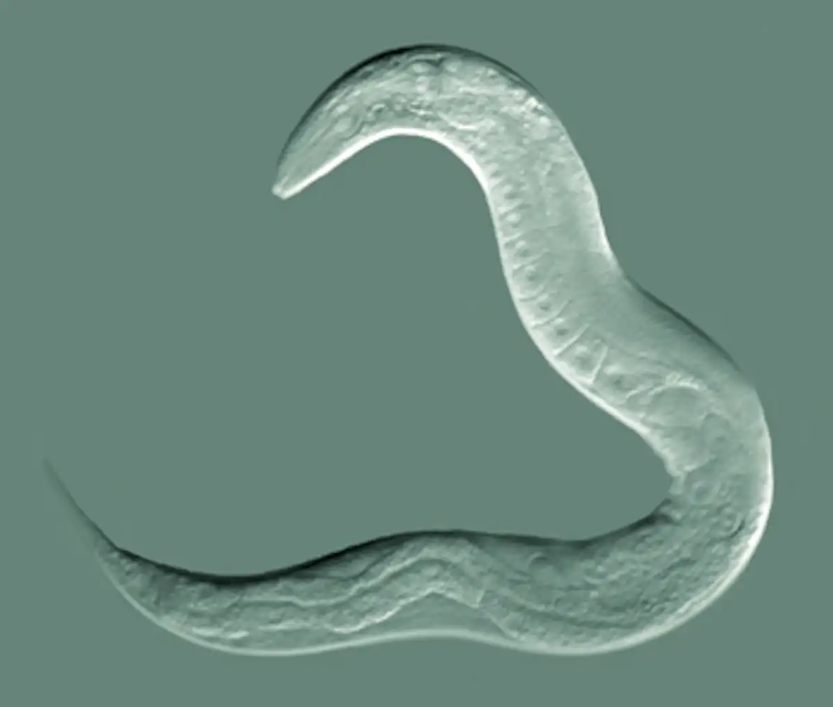 Worms In Space Worms in space: why we are launching them