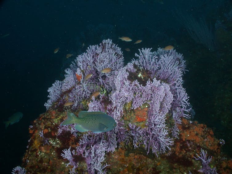 Deepwater corals thrive at the bottom of the ocean, but can't escape human impacts