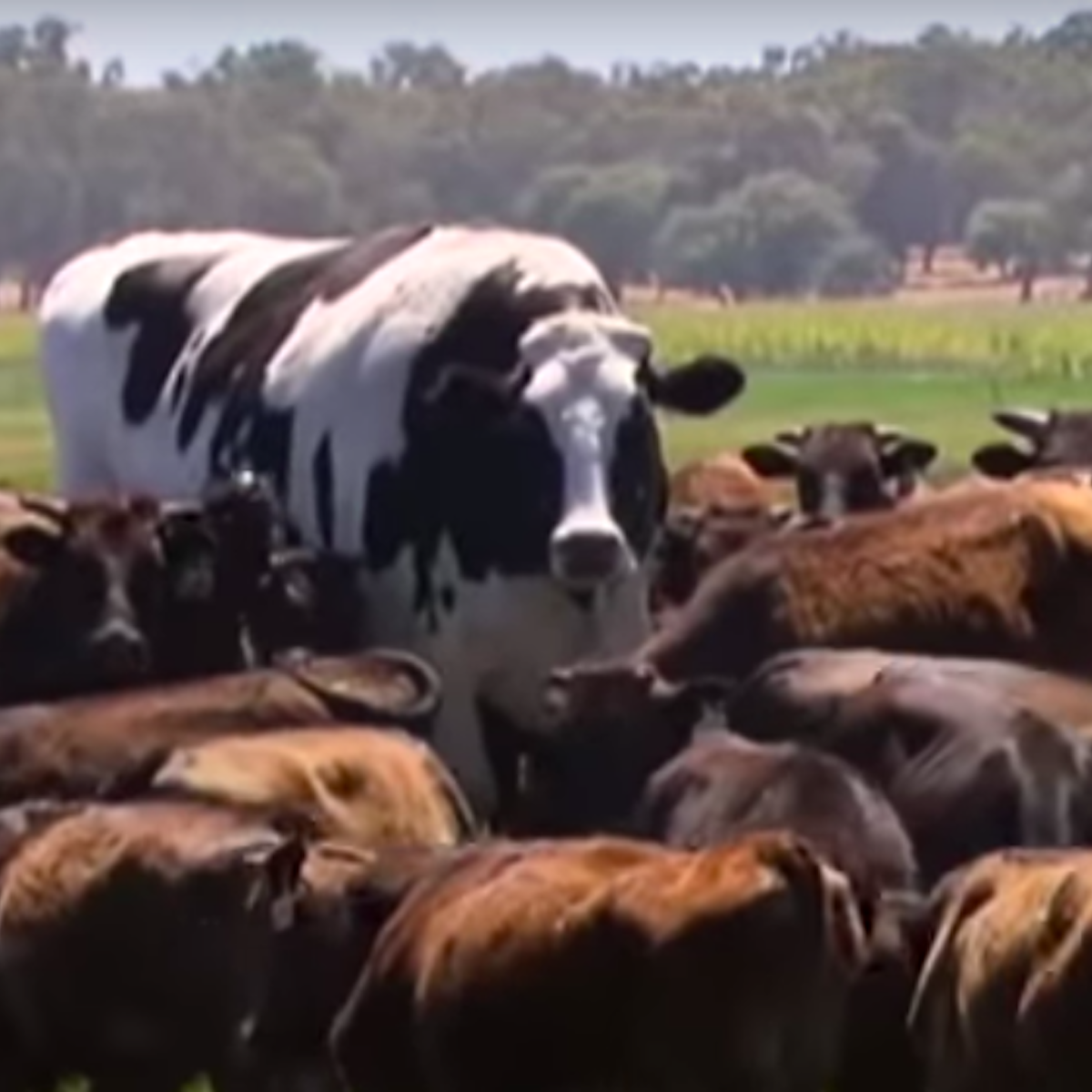 Yes Knickers The Steer Is Really Really Big But He S Far Short Of True Genetic Freak Status Yes Knickers The Steer Is Really Really Big But He S Far Short Of True Genetic Freak Status