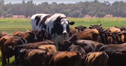 Yes, Knickers the steer is really, really big. But he's far short of true genetic freak status