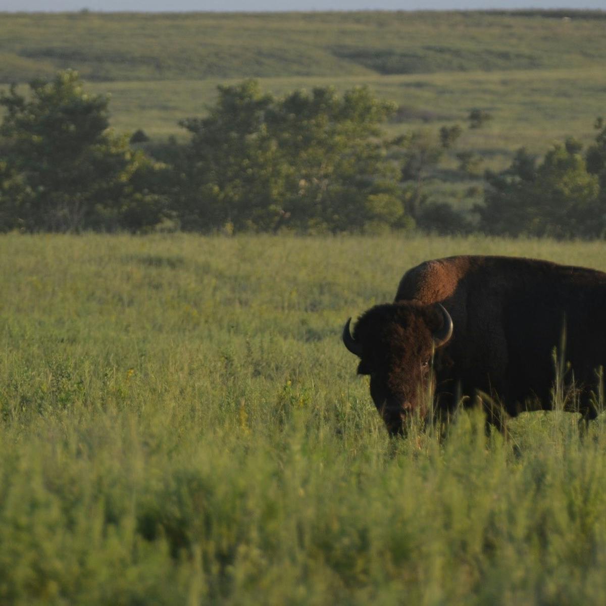 Bison are back, and that benefits many other species on the Great Plains
