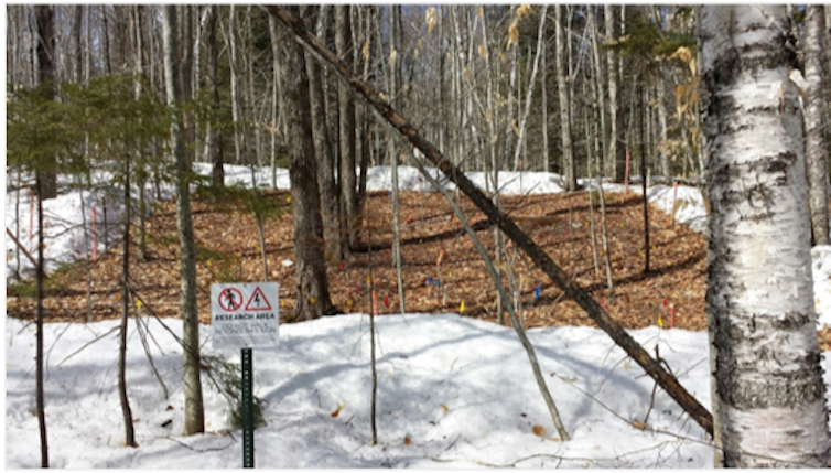 Research plot at Hubbard Brook Experimental Forest with a rectangular area of snowpack cleared.