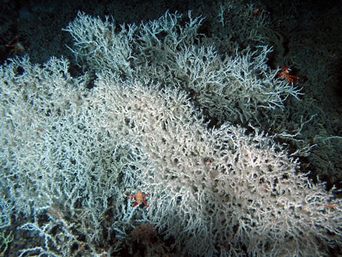 Deepwater Corals Thrive At The Bottom Of The Ocean But Can T