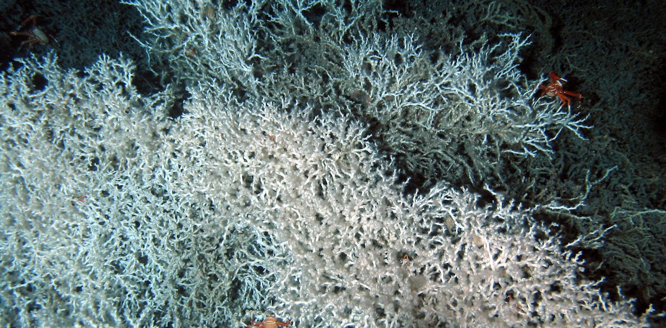 Deepwater corals thrive at the bottom of the ocean, but can't escape human  impacts