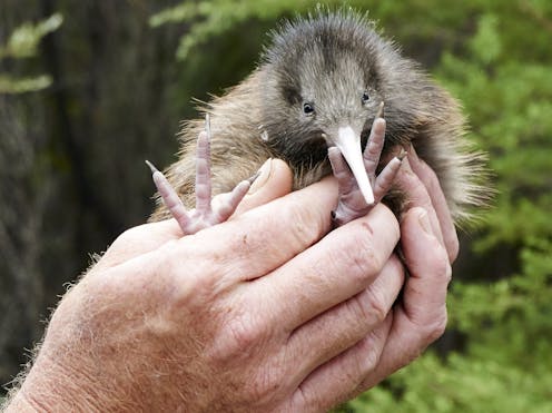 NZ is home to species found nowhere else but biodiversity losses match global crisis