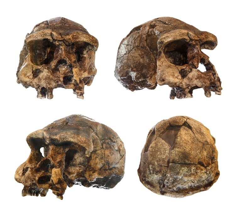 Tengkorak Homo erectus ditemukan pada 1969 di Sangiran, Jawa Timur, Indonesia.from www.shutterstock.com