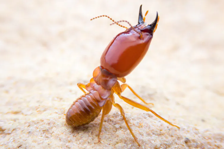 Cook Insect Fried, steamed or toasted: here are the best ways to cook insects