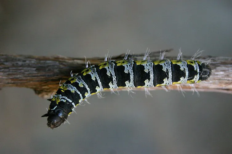 Cook Insect Fried, steamed or toasted: here are the best ways to cook insects
