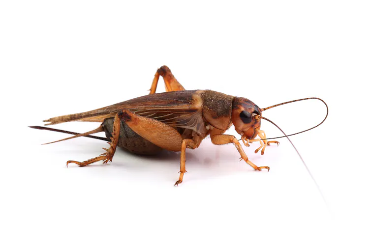 Grilled Insect Fried, steamed or toasted: here are the best ways to cook insects