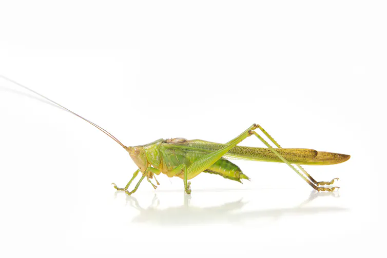 Cook Insect Fried, steamed or toasted: here are the best ways to cook insects