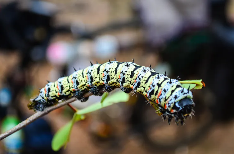 Cook Insect Fried, steamed or toasted: here are the best ways to cook insects