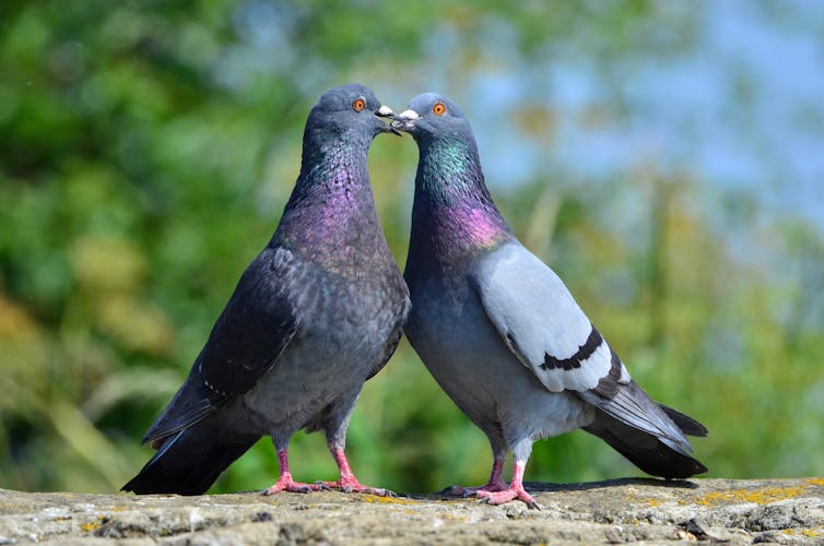 We've saved pink pigeons from extinction – now let's be kinder to ...