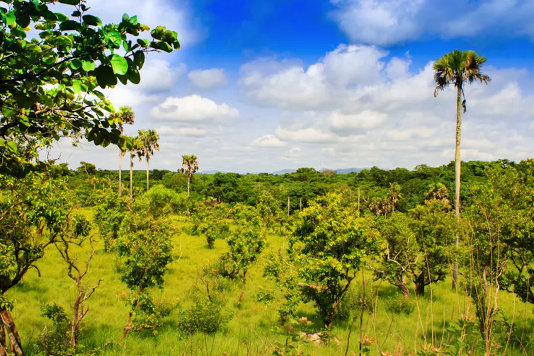 Quand la savane donne des idées pour diminuer la pollution des sols