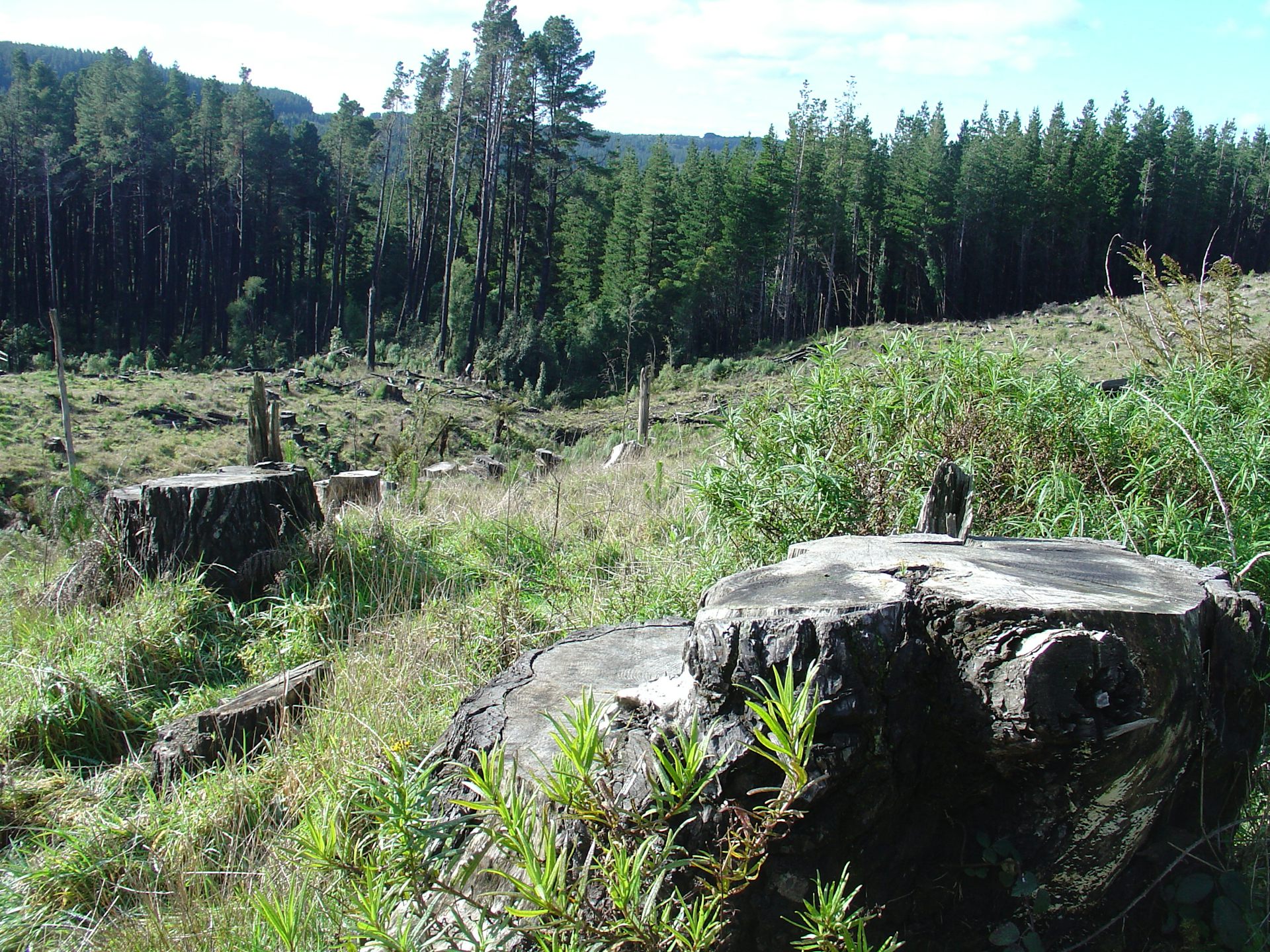 Explainer How Much Carbon Can The World S Forests Absorb