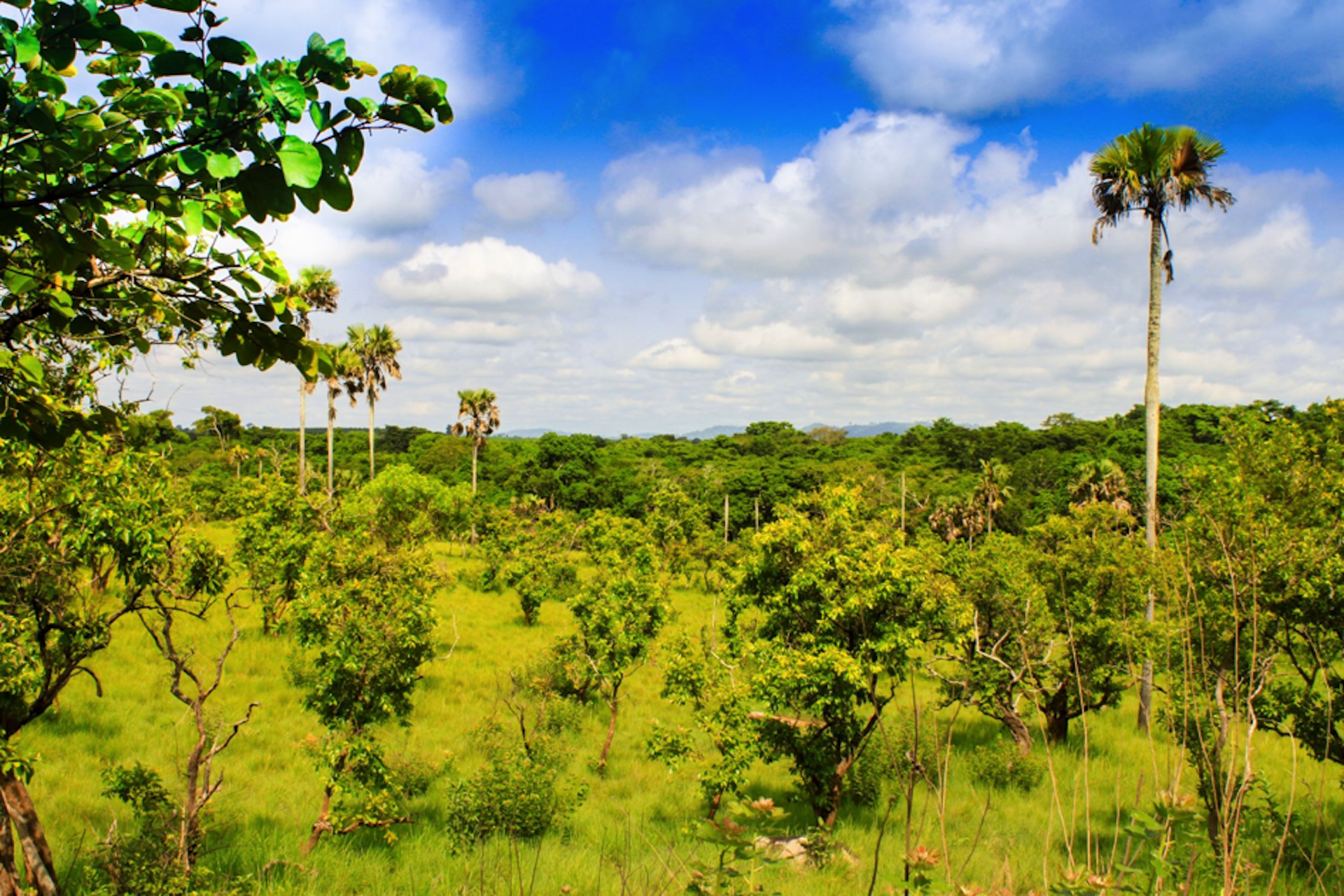 Quand La Savane Donne Des Idees Pour Diminuer La Pollution Des Sols