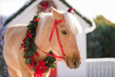 a horse in red flower necklace