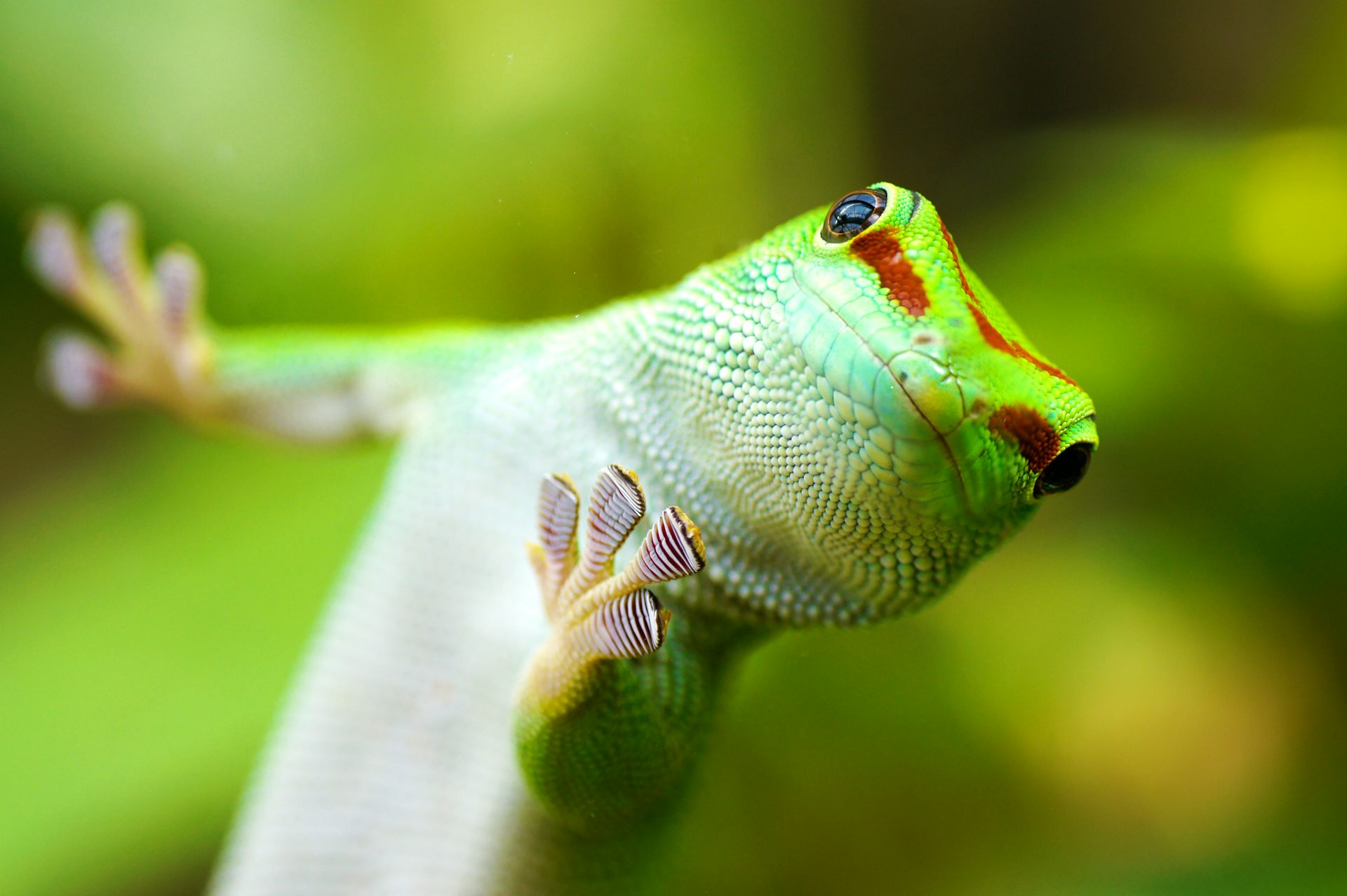 Geckos walk on water we filmed them to find out how