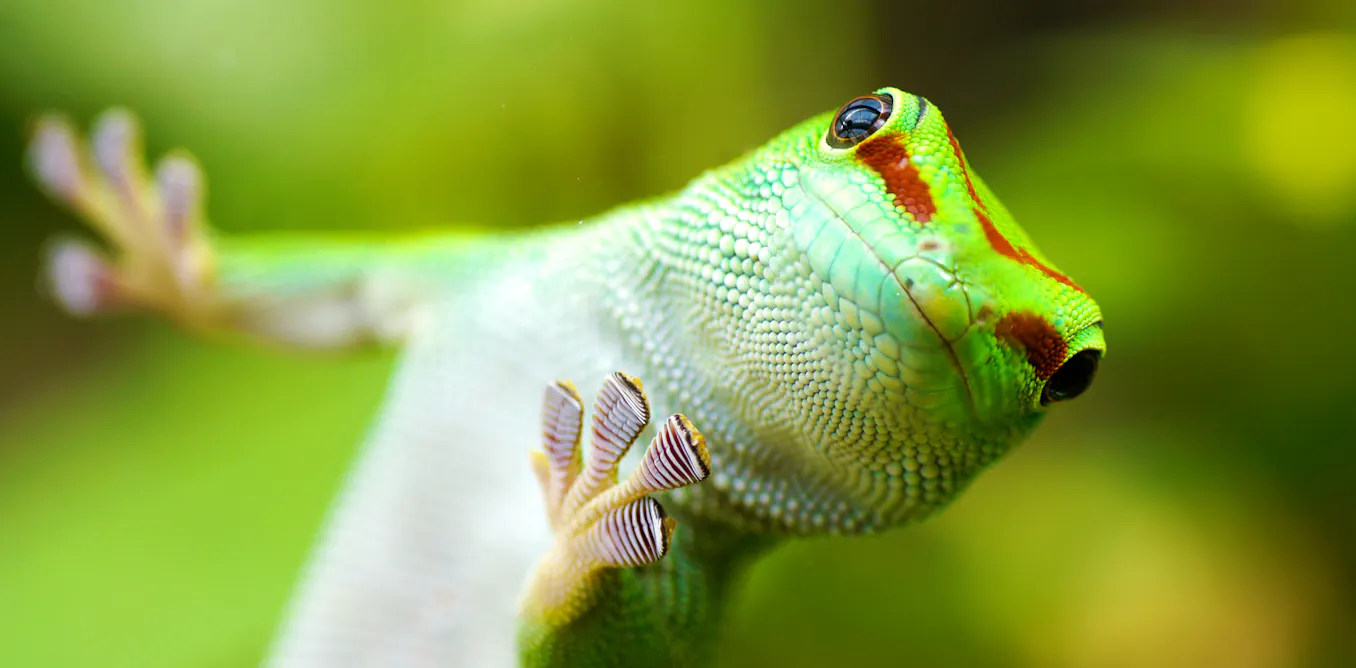 Gecko Walking On Razor Lizard Running On Water