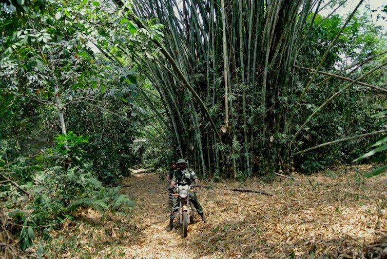 How Poor Management of Nigerian Forests Led to Exploitation by Criminals