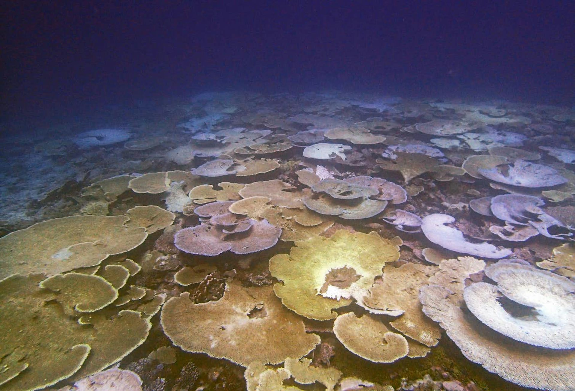 geo 5 ucla coral reefs geo 5 ucla coral reefs