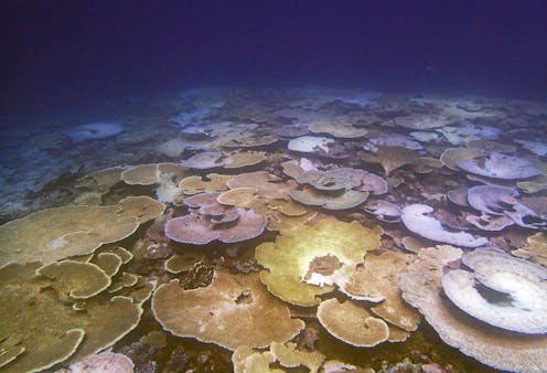 Mengalami Tekanan Atau Memang Pesimistis Kisah Terumbu Karang Mengalami Tekanan Atau Memang Pesimistis Kisah Terumbu Karang