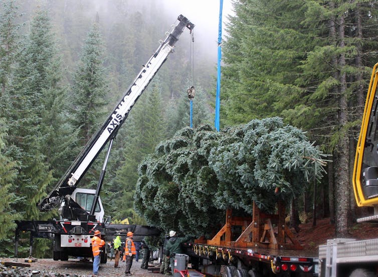 Don't stress about what kind of Christmas tree to buy, but reuse artificial trees and compost natural ones