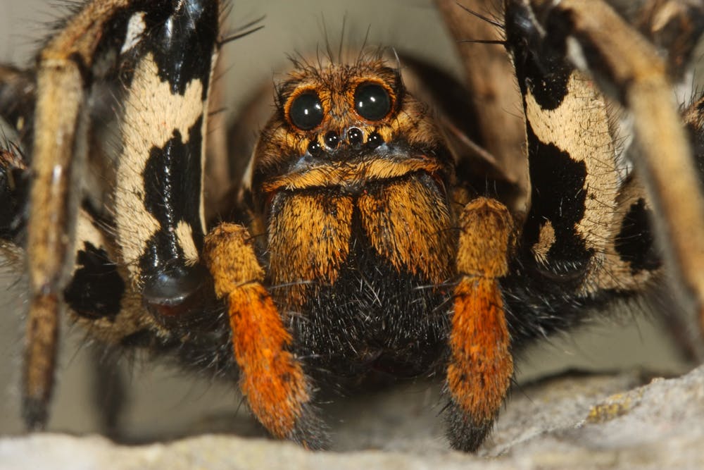 Cessez D Avoir Peur Des Araignees Elles Sont Fascinantes Et Bienveillantes Cessez D Avoir Peur Des Araignees Elles Sont Fascinantes Et Bienveillantes