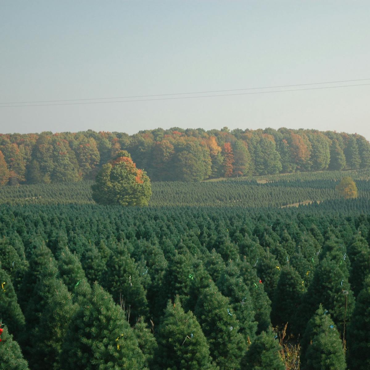 Don T Stress About What Kind Of Christmas Tree To Buy But Reuse Artificial Trees And Compost Natural Ones Christmas Tree Farms Near Me Open Now