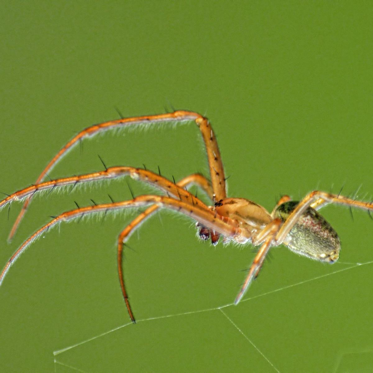 Curious Kids Why Do Spiders Have Hairy Legs