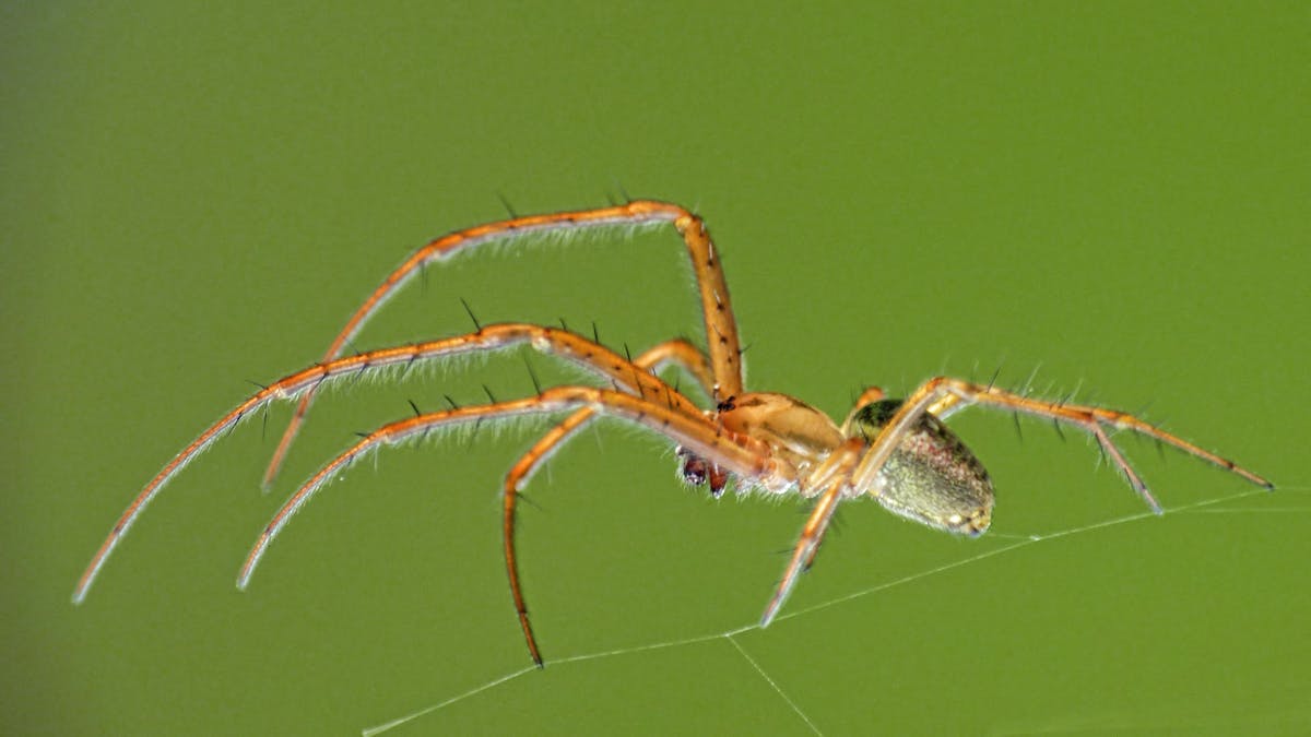 Curious Kids: why do spiders have hairy legs?