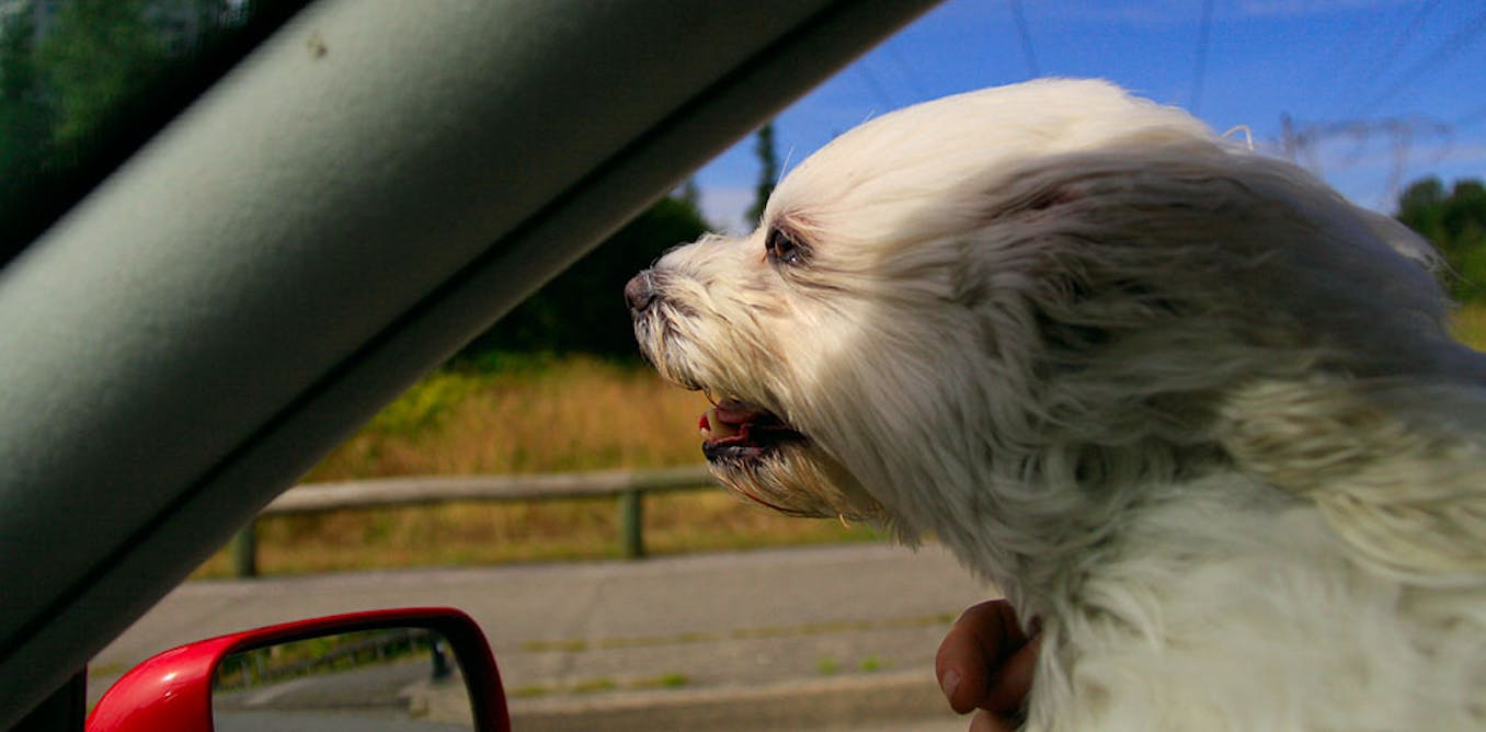 Image result for Curious Kids: is it true dogs donât like to travel?