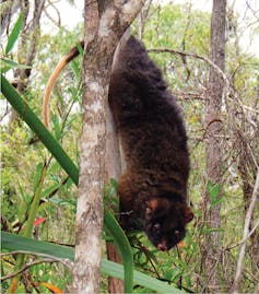 The small patch of bush over your back fence might be key to a species’ survival