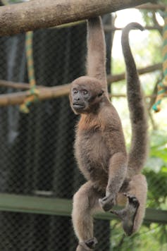 We train Colombian woolly monkeys to be wild again – and maybe save them from extinction